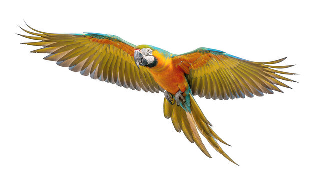 Colorful scarlet macaw spreading its wings in flight