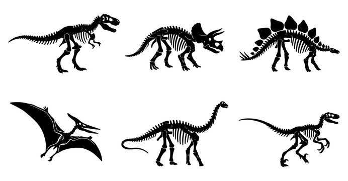 Collection of dinosaur skeletons silhouettes, including t-rex, triceratops, stegosaurus, pterodactyl, brontosaurus, and velociraptor Vector