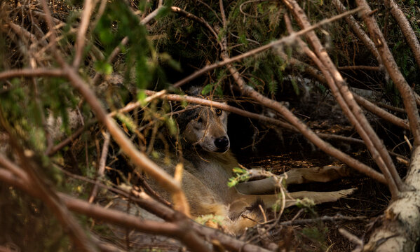 Gray wolf resting beneath dense branches inside a woodland habitat, creating an intimate wildlife portrait that captures alert behavior in a secluded natural environment