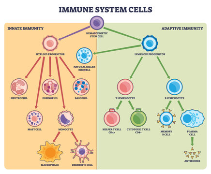 Immune system cells diagram showing innate and adaptive branches, highlighting hematopoietic stem cell, T lymphocyte, and B lymphocyte to explain defense pathways. Outline diagram