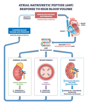 ANP pathway diagram shows atrial natriuretic peptide reducing blood volume and pressure through heart atria, kidneys, and blood vessels, with negative feedback and hormone effects. Outline diagram