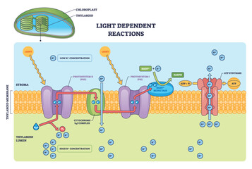 Obraz premium Light-dependent reactions brief outline showing photosystem II, photosystem I, and ATP synthase driving ATP and NADPH across the thylakoid membrane. Outline diagram