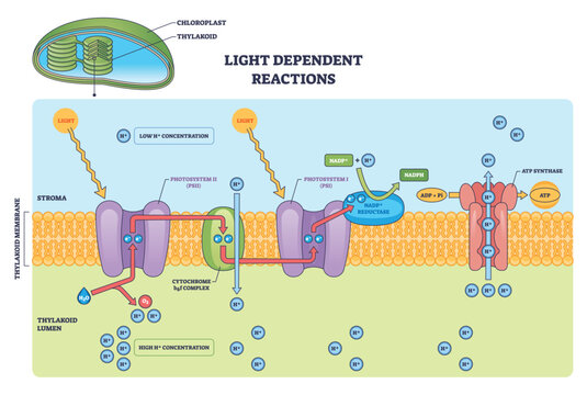 Light-dependent reactions brief outline showing photosystem II, photosystem I, and ATP synthase driving ATP and NADPH across the thylakoid membrane. Outline diagram