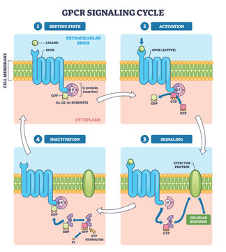 GPCR signaling cycle visualizes how a membrane receptor, ligand, and G protein drive activation, signaling, and reset to control cellular response across the membrane. Outline diagram