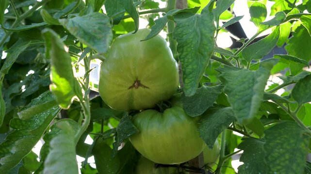 Close up view of organic unripe green tomatoes on vine in greenhouse, with sunlight shining through leaves and creating lens flare, illustrating the farming concept. Growing vegetables in a greenhouse