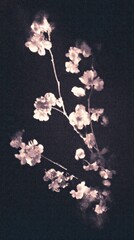 Obraz premium Vintage floral mobile wallpaper with soft pink blossoms on a dark background.