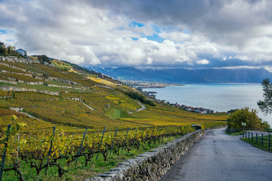 Lavaux vineyards show autumn colors with Lake Geneva in the background near Veytaux, Switzerland