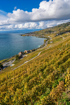 Colorful autumn vineyards and Swiss villages line hills next to Lake Geneva in Lavaux region of Switzerland