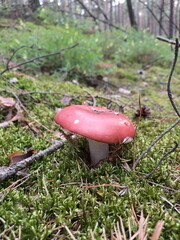 red cap mushroom © Morozova Viktoriia 
