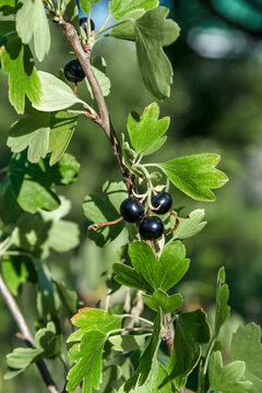 Ripe Blackcurrant Berries on a Branch in Natural Light