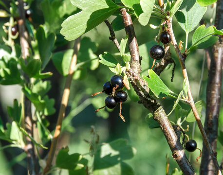 Ripe Blackcurrant Berries on a Branch in Natural Light