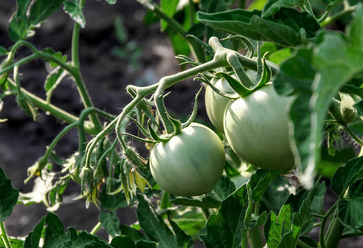 Green Tomatoes Growing on the Vine