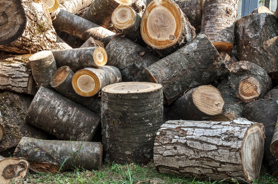 Stack of Freshly Cut Firewood Logs Outdoors