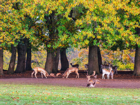 Fallow deer stags compete during rutting season in Knole, Kent, showcasing a natural wildlife behavior