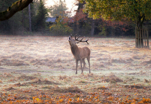 Red deer stag roars during rutting season in the morning mist of Bushy Park, London in autumn