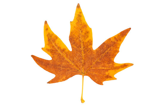 autumnal plane tree leaf isolated on white background