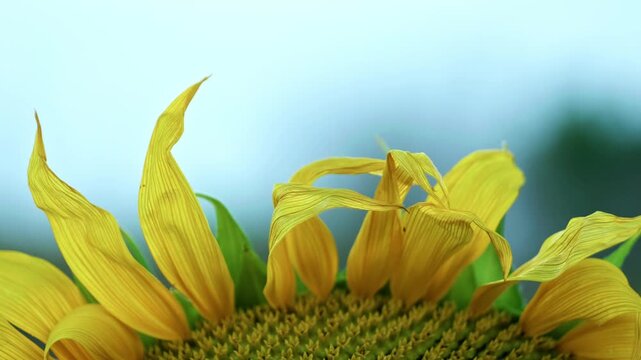 Macro shot of bright yellow sunflower petals. High texture details with soft green bokeh background.