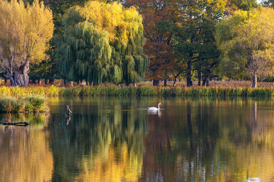 Swan swims across Heron pond while trees reflect in water in Bushy Park, London during autumn season