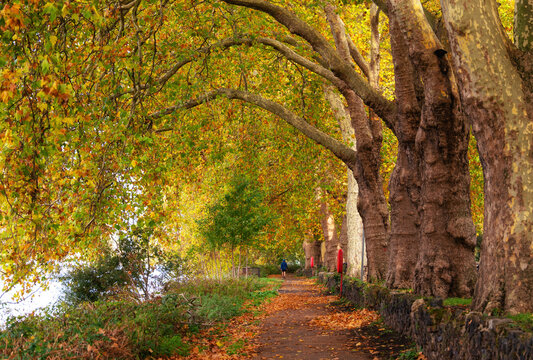 Old plane trees line the path along the River Thames in autumn in Kingston upon Thames London