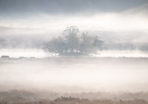 Morning mist encloses trees on an island in Richmond Park in London during quiet morning hours