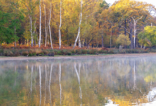 Morning mist rises over Pen Ponds in Richmond Park as autumn colors reflect on the water