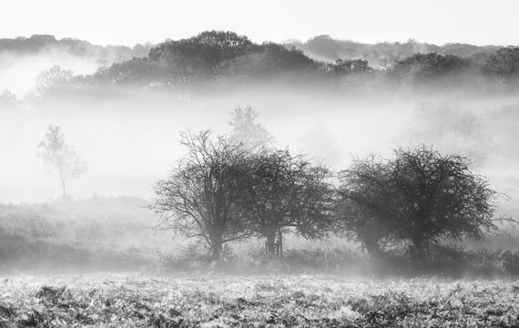 Morning mist covers trees in Richmond Park, creating a soft, muted landscape in London, United Kingdom