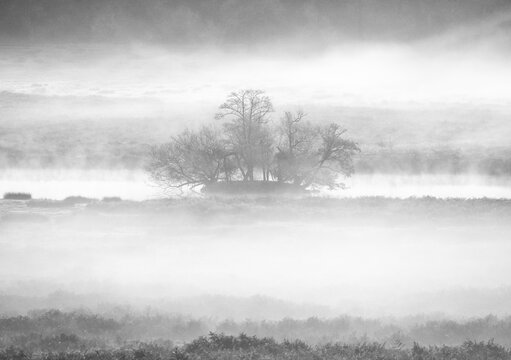 Morning mist shrouds trees in Richmond Park as fog blankets the landscape near the water in early hours