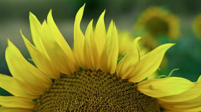 Macro shot of bright yellow sunflower petals. High texture details with soft green bokeh background.