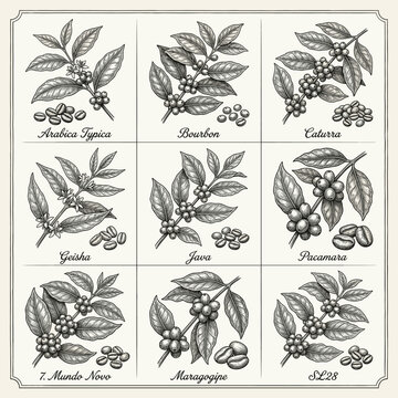 Coffee plant illustrations with labels in vintage style  