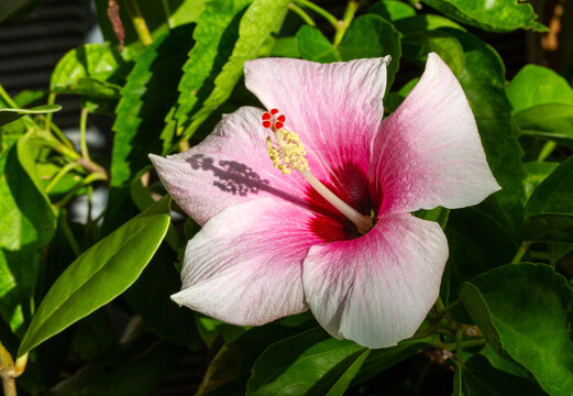 Hibiscus flower blooms in warm climate, showcasing vibrant colors and rich green leaves in Bermuda