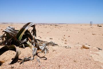Obraz premium Welwitschia-Pflanze im Vordergrund einer ariden Landschaft mit weitem Horizont bei Swakopmund in Namibia.