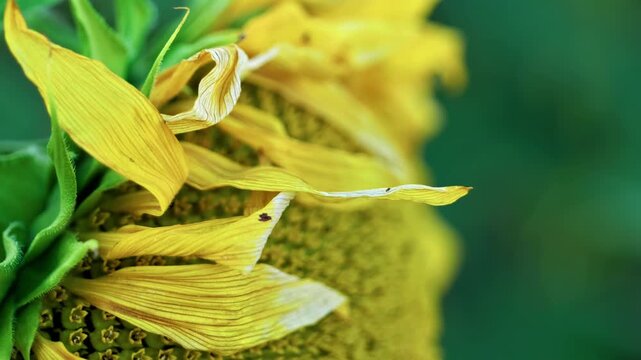 Macro shot of bright yellow sunflower petals. High texture details with soft green bokeh background.