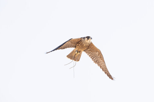 Majestic Saker falcon soaring through the pale sky, showcasing its wide wingspan, spread tail feathers, and a telemetry tracking transmitter.