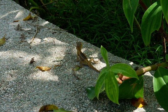 Sunlit Reptile