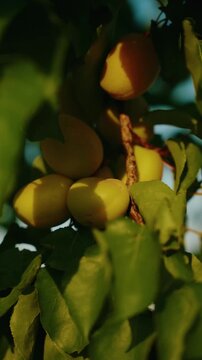 Organic ripe apricots on the tree