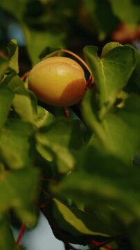 Fresh summer organic apricots on the tree
