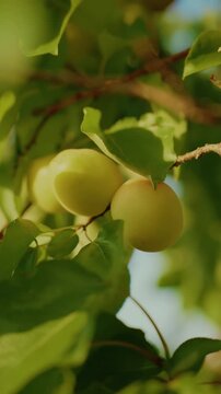 Fresh apricots among green leaves