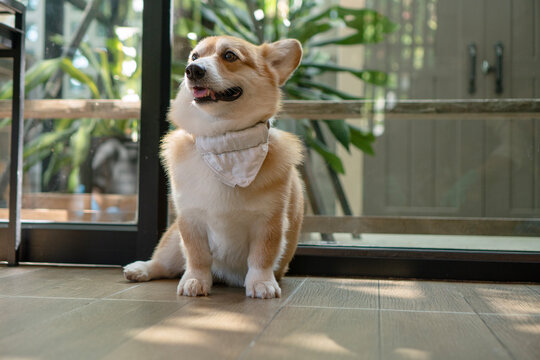 Cute Welsh Corgi dog wearing a white bandana sitting on a wood-look tiled floor next to a glass window. Adorable happy pet relaxing in a sunlit indoor room or pet-friendly cafe.