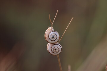 Snails on the grass in the garden, closeup of photo © Viktor