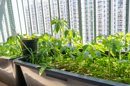 Tomato Plants Growing in Pots on Apartment Balcony Garden. Hobby houseplanting