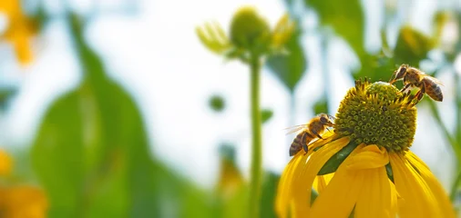 honey bees collecting nectar and pollen on a yellow coneflower in a sunny summer garden. Close-up of natural pollination with soft background and vibrant colors. © Vera Kuttelvaserova