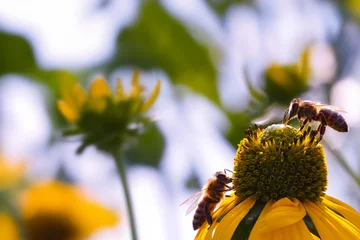 honey bees collecting nectar and pollen on a yellow coneflower in a sunny summer garden. Close-up of natural pollination with soft background and vibrant colors. © Vera Kuttelvaserova