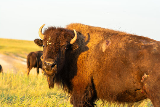 Close-up of American bison standing in prairie grass during golden hour in Badlands National Park, South Dakota, USA