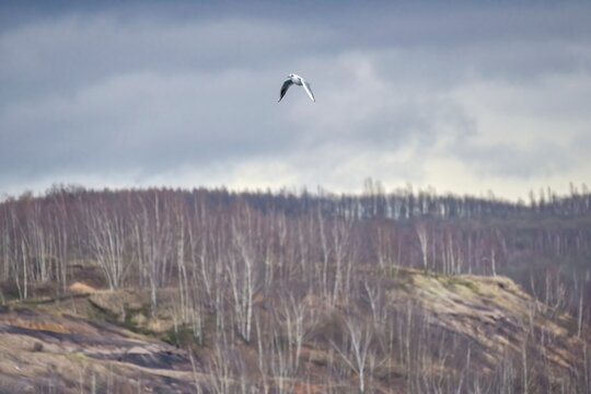 Wild seagull in flight with outspread wings over hills under a dramatic cloudy sky