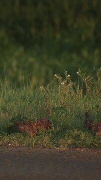 Wild gray partridges on European roadside in slow motion, summer wildlife scene