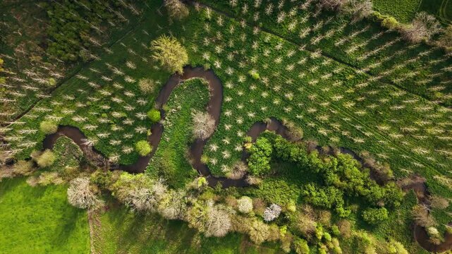Top down drone view of meandering river crossing green countryside with regular rows of trees around waterway