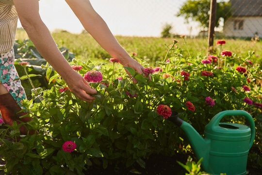 A person tends to flowers in a garden during the afternoon. Green plants and colorful blooms surround them in a sunny backyard. A watering can rests nearby
