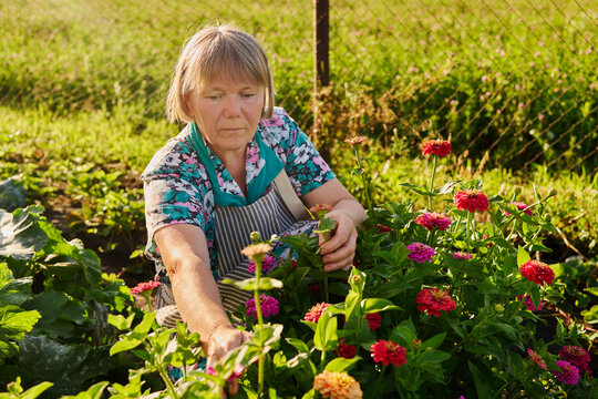A woman tends to her flower garden in a rural setting during the early evening. She carefully selects blooms among vibrant flowers and green plants