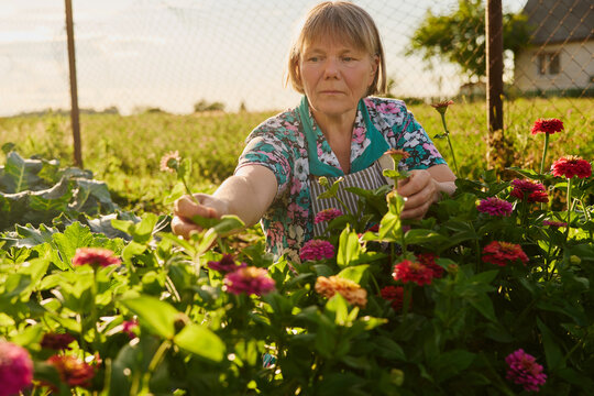 A person is in a garden during the day. They are picking flowers from plants while surrounded by greenery and distant buildings