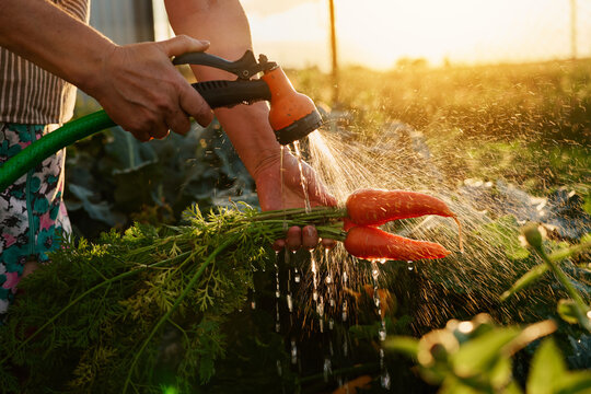 A person waters freshly harvested carrots in a garden. The sun sets in the background, adding a warm glow to the scene. Water sprays from the hose onto the vegetables